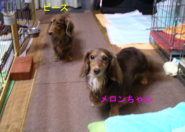メロンりびんぐ1のコピー.jpg