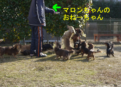 あつまるワンbのコピー.jpg