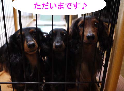 ただいま.jpg