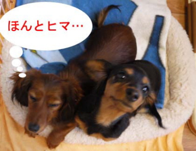 なまっちゃうにーのコピー.jpg