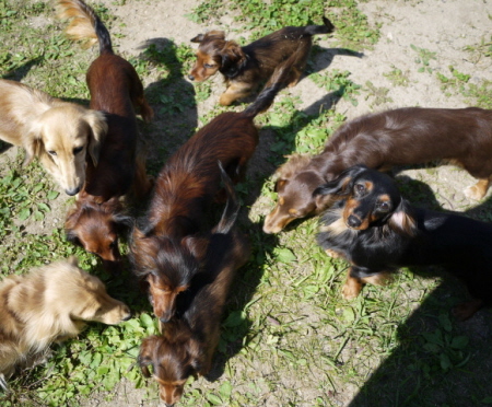 にわ子犬b.jpg