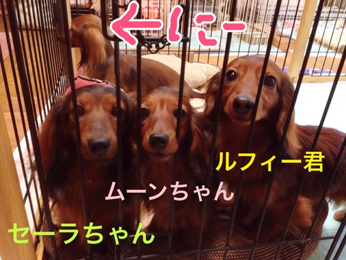 にーちゃんふぁみ.JPG