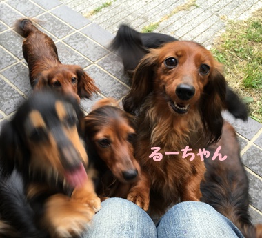 はじけるるーちゃんb.JPG