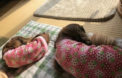 はる７b.JPG