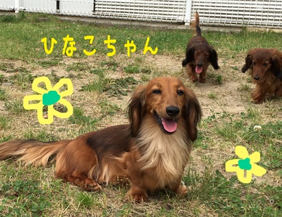 ひなこb.JPG