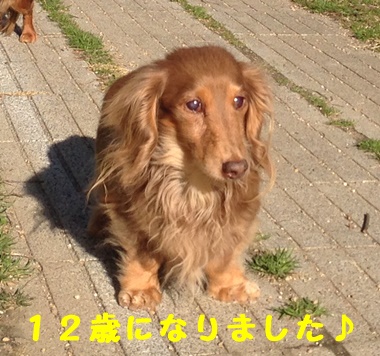 ぴーちゃん１２歳.JPG
