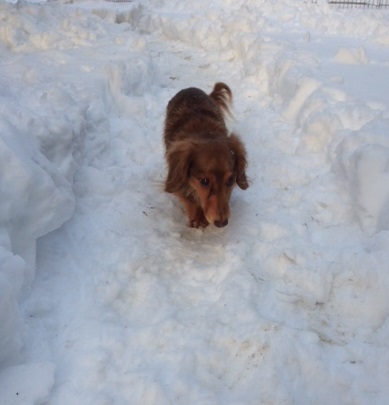 ぴー雪.JPG
