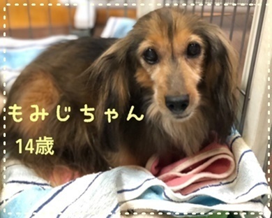 もみじ1.JPG