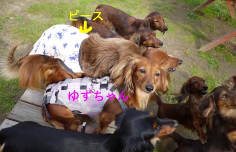 ゆずちゃんピーのコピー.jpg