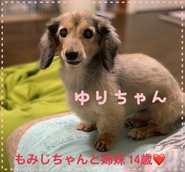 ゆりちゃん.JPG