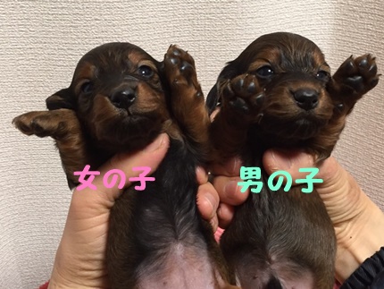 るーちゃんべび1.jpg