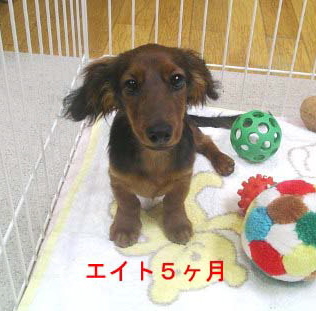 エイト5ヶ月.jpg