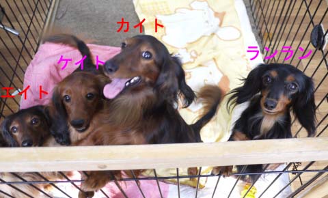 カイトまんなかb.jpg