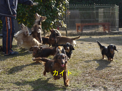 カイト元気bのコピー.jpg