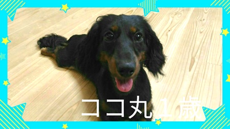 ココ丸.JPG