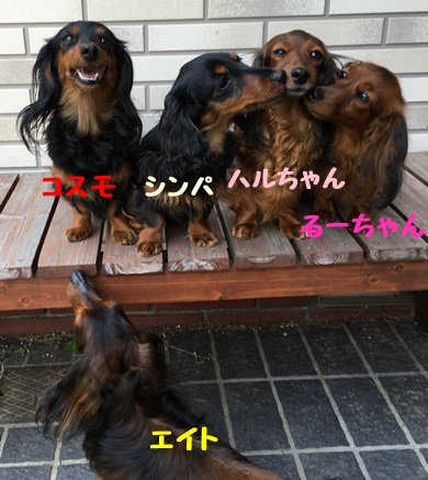 コスモるー、エイトb.JPG