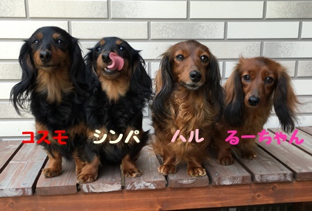 コスモ4ワン1b.JPG