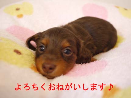 チョコたんおとこのこbのコピー.jpg