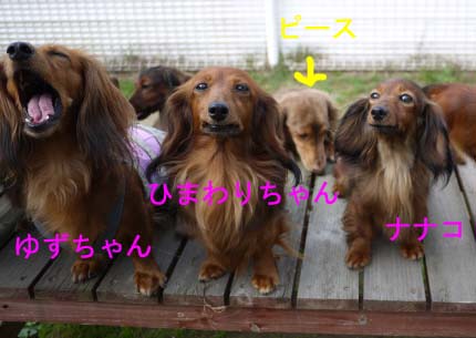ナナコものコピー.jpg