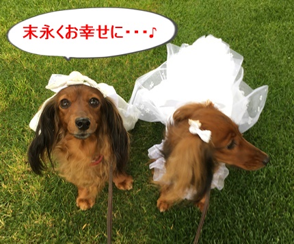 ハルりぼん.JPG