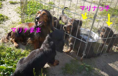 マリナちゃんと子犬2のコピー.jpg