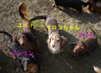 マロンちゃん庭2bのコピー.jpg