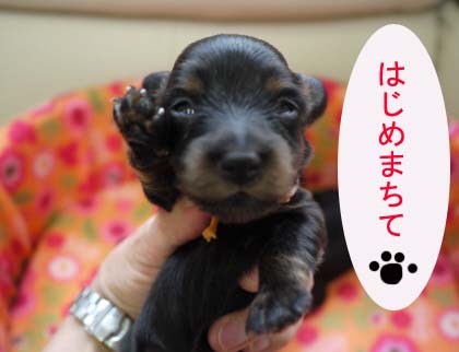 ランランべびらんまるのコピー.jpg