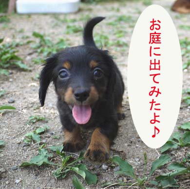 子犬にわ1bb.jpg