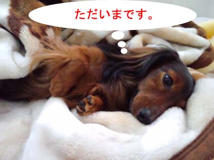 寝起きのエイトのコピー.jpg