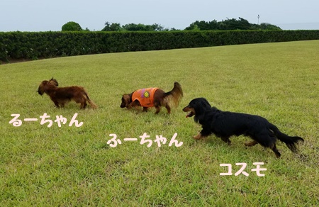 bながさき3ワン.JPG